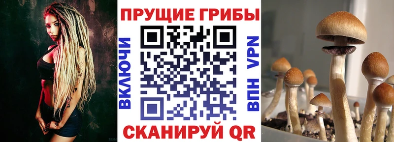 Псилоцибиновые грибы Psilocybe Иннополис